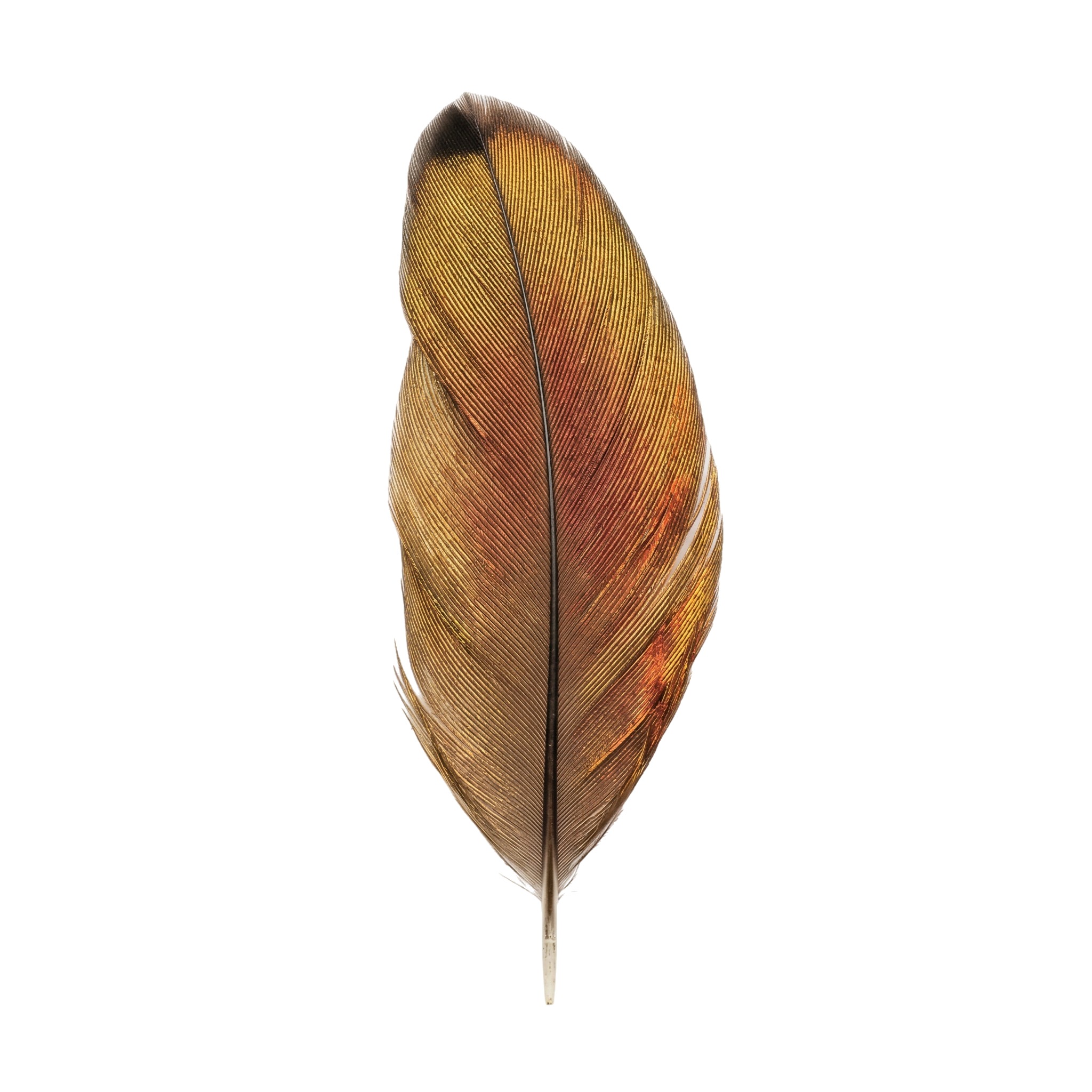 Feather Artifact